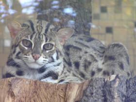 Фото Бенгальская кошка