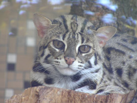 Фото Бенгальская кошка