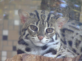 Фото Бенгальская кошка