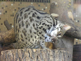 Фото Бенгальская кошка