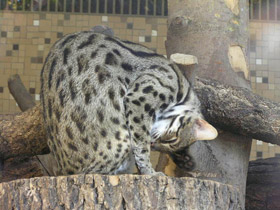 Фото Бенгальская кошка