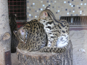 Фото Бенгальская кошка