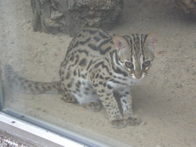 Фото Бенгальская кошка