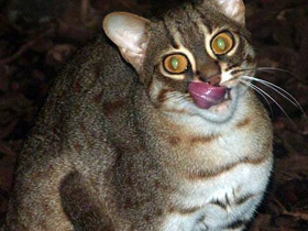 Ржавая кошка Ржавая кошка