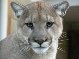 Смотреть фото Пума Фото Пума