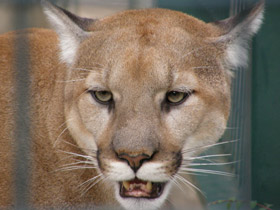 Смотреть фото Пума Фото Пума