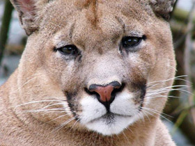 Смотреть фото Пума Фото Пума