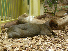 Смотреть фото Ягуарунди Фото Ягуарунди