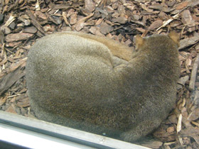 Смотреть фото Ягуарунди Фото Ягуарунди