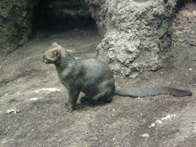 Смотреть фото Ягуарунди Фото Ягуарунди