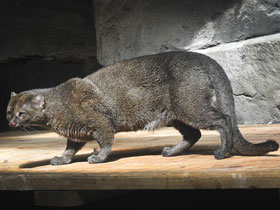 Смотреть фото Ягуарунди Фото Ягуарунди