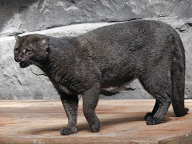 Смотреть фото Ягуарунди Фото Ягуарунди