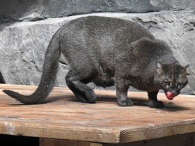 Смотреть фото Ягуарунди Фото Ягуарунди