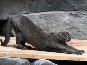 Смотреть фото Ягуарунди Фото Ягуарунди