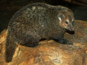 Смотреть фото Длинноносый кузиманзе Фото Длинноносый кузиманзе