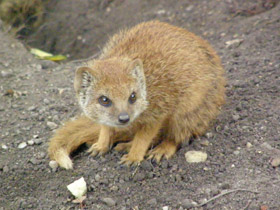Смотреть фото Жёлтый мангуст Фото Жёлтый мангуст