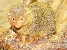 Смотреть фото Карликовый мангуст Фото Карликовый мангуст