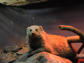 Смотреть фото Карликовый мангуст Фото Карликовый мангуст