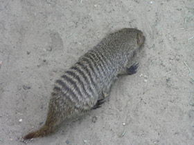 Смотреть фото Полосатый мангуст Фото Полосатый мангуст