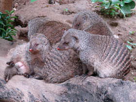 Смотреть фото Полосатый мангуст Фото Полосатый мангуст