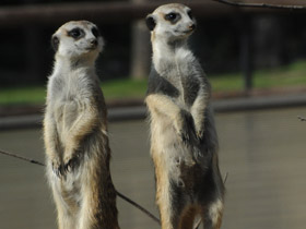 Смотреть фото Сурикаты Фото Сурикаты