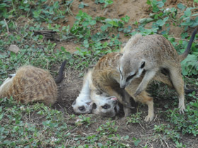 Смотреть фото Сурикаты Фото Сурикаты