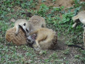 Смотреть фото Сурикаты Фото Сурикаты