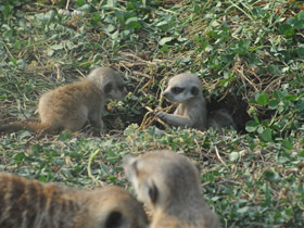 Смотреть фото Сурикаты Фото Сурикаты