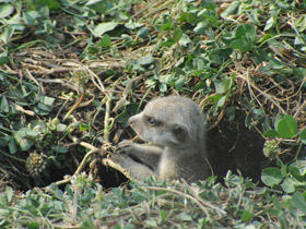 Сурикаты Сурикаты