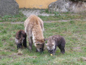 Фото Пятнистая гиена