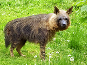 Смотреть фото Бурая гиена Фото Бурая гиена