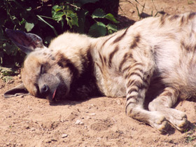Смотреть фото Полосатая гиена Фото Полосатая гиена