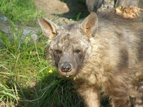 Смотреть фото Полосатая гиена Фото Полосатая гиена