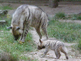 Смотреть фото Полосатая гиена Фото Полосатая гиена