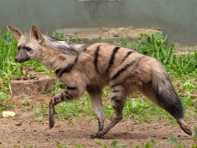 Смотреть фото Земляной волк: гроза термитов Фото Земляной волк: гроза термитов