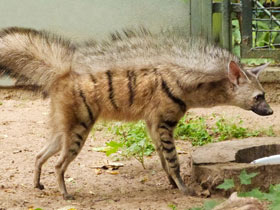 Смотреть фото Земляной волк: гроза термитов Фото Земляной волк: гроза термитов