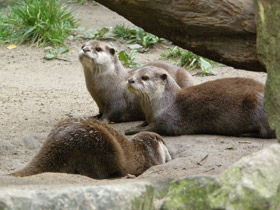 Азиатская бескоготная выдра Азиатская бескоготная выдра