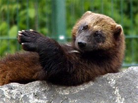 Смотреть фото Росомаха Фото Росомаха