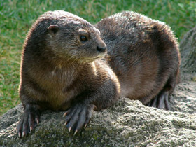 Белогорлая выдра Белогорлая выдра