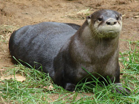 Смотреть фото Канадская речная выдра Фото Канадская речная выдра
