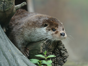 Смотреть фото Обыкновенная выдра Фото Обыкновенная выдра