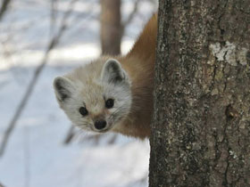 Смотреть фото Американская куница Фото Американская куница