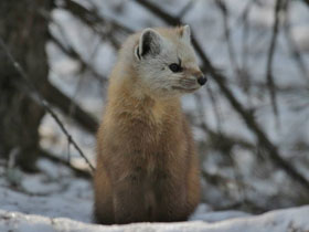 Смотреть фото Американская куница Фото Американская куница