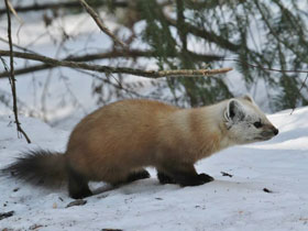 Смотреть фото Американская куница Фото Американская куница