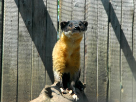 Смотреть фото Харза Фото Харза