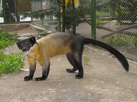 Смотреть фото Харза Фото Харза