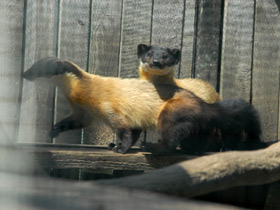 Смотреть фото Харза Фото Харза