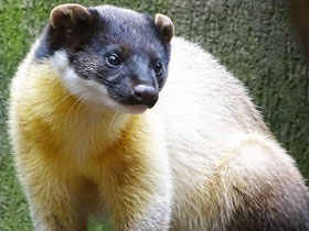 Смотреть фото Харза Фото Харза