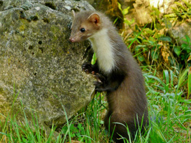 Смотреть фото Каменная куница Фото Каменная куница