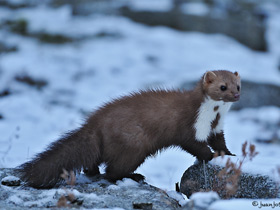 Смотреть фото Каменная куница Фото Каменная куница